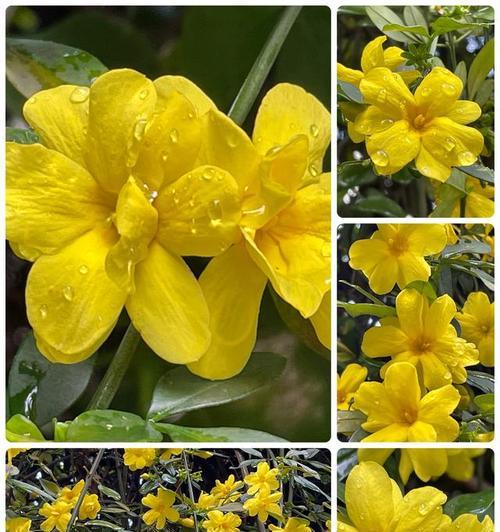 素馨花语代表了什么？素馨花的寓意有哪些？