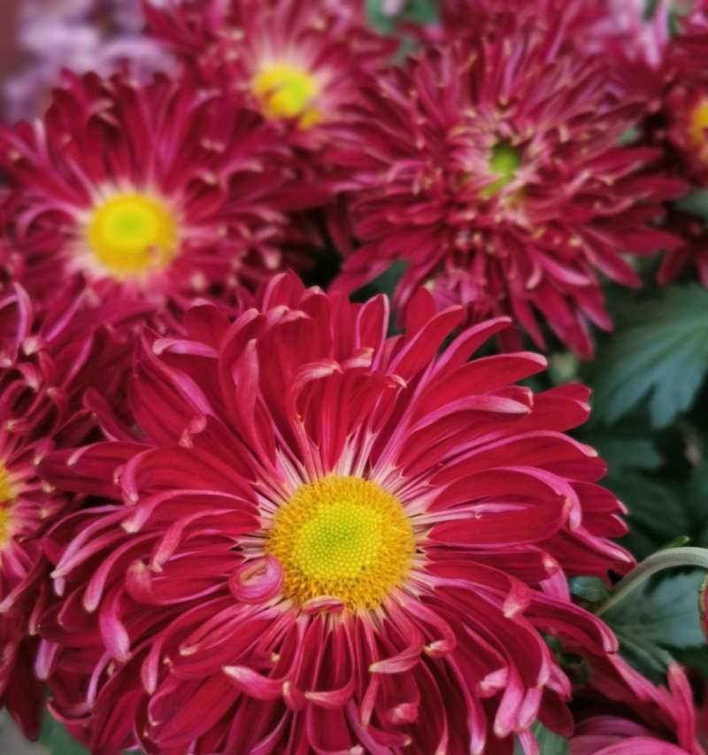 怀菊花花语象征与寓意是什么？冰城离别的花语又是什么？