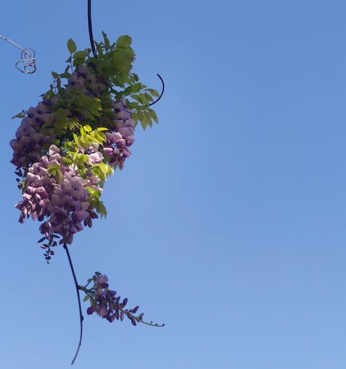 紫藤的花语和寓意有哪些？它象征着什么？