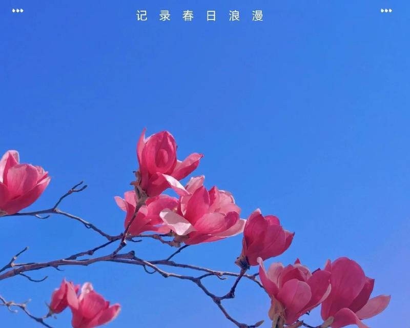 无双花的花语有何含义？