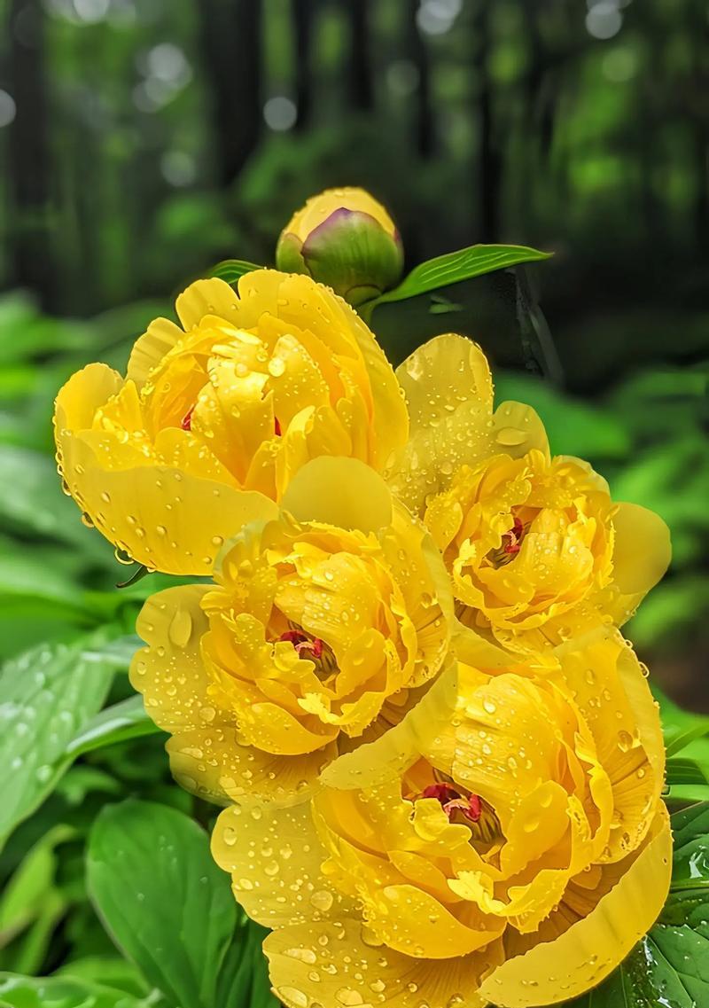 无双花的花语有何含义？