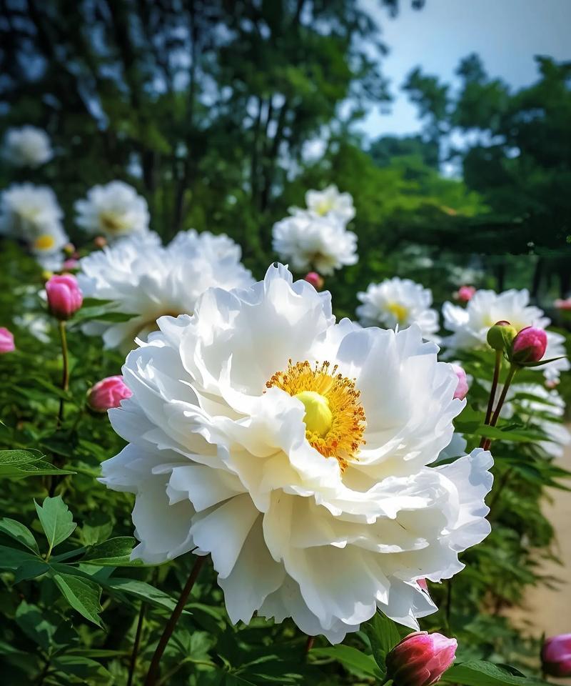 无双花的花语有何含义？
