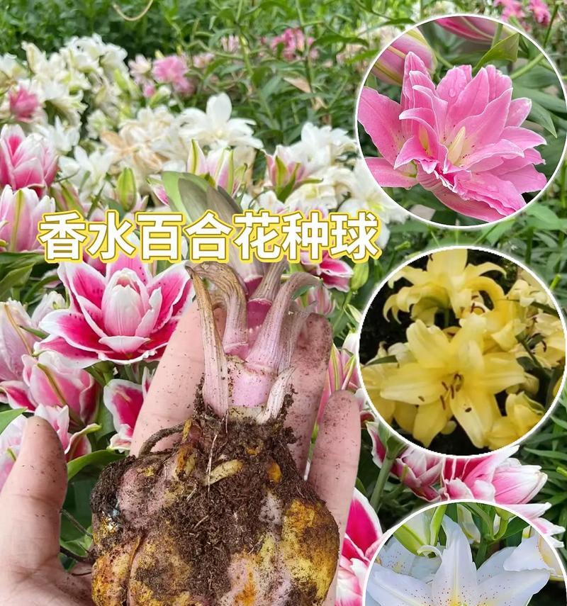 哪种花的花语代表堕落和背叛？有何特别含义？