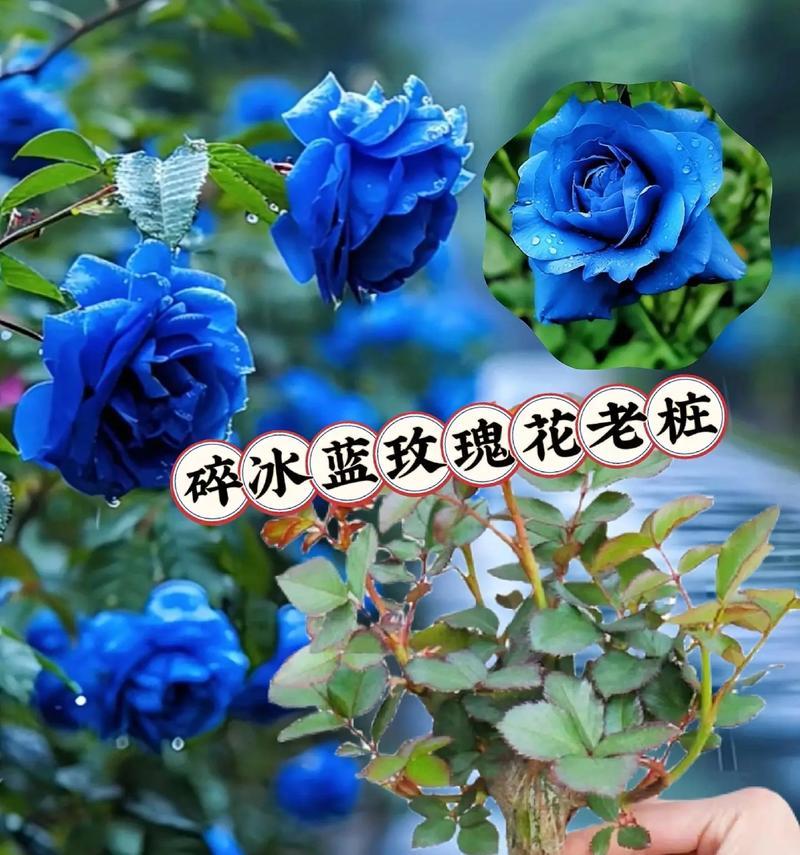 哪种花的花语代表堕落和背叛？有何特别含义？