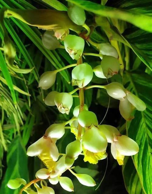 丹蔻花的花语代表什么？