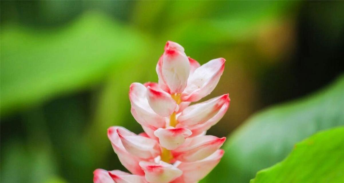 丹蔻花的花语代表什么？