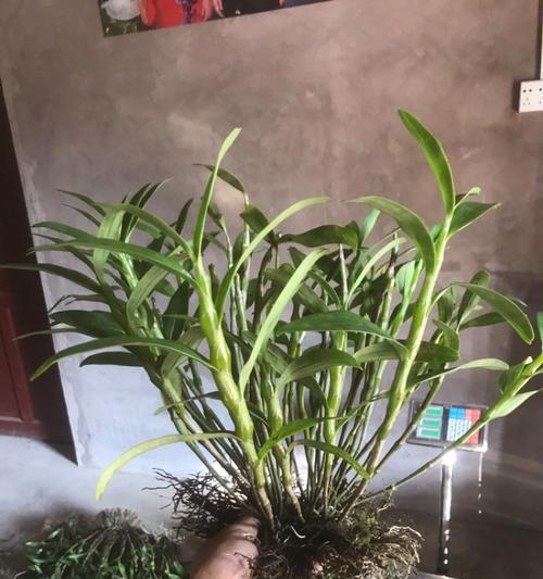 紫金钗石斛的花语有何深意？