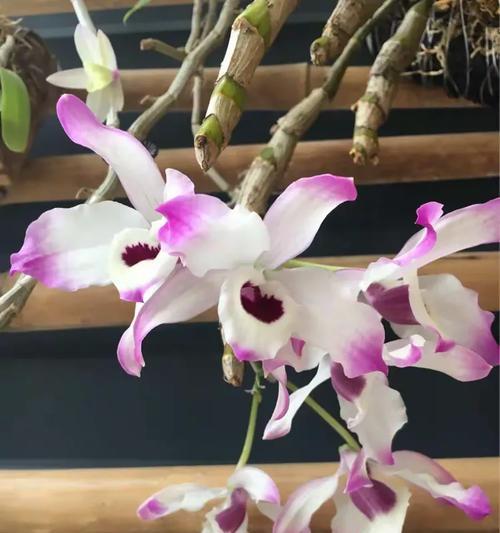 紫金钗石斛的花语有何深意？