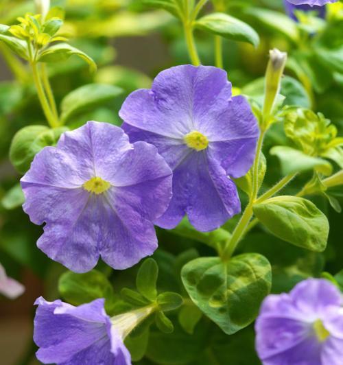 矮牵牛通常在哪个季节开花？如何延长花期？