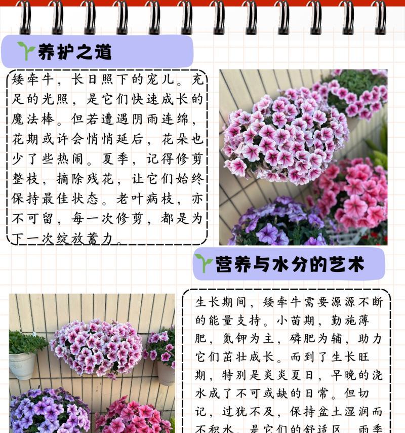 矮牵牛通常在哪个季节开花？如何延长花期？