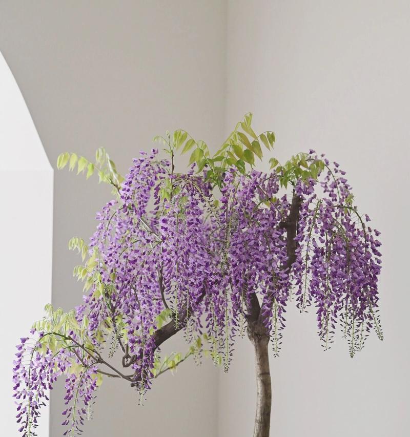 紫藤适合花盆栽种吗？花盆栽种需要注意什么？