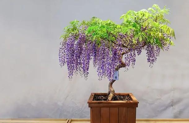 紫藤适合花盆栽种吗？花盆栽种需要注意什么？
