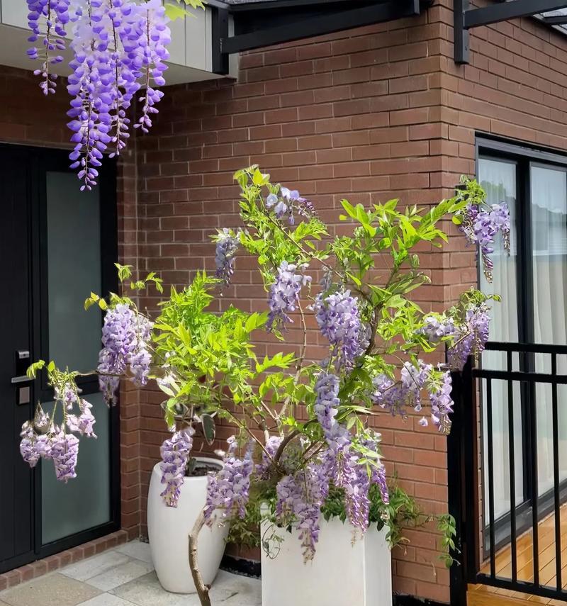 紫藤适合花盆栽种吗？花盆栽种需要注意什么？