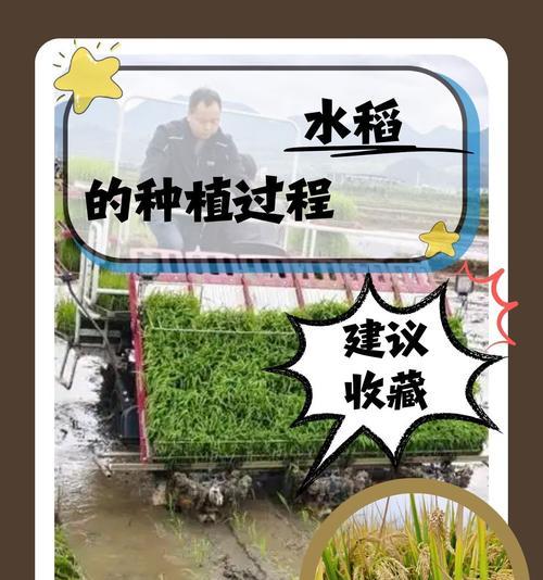 观赏谷子怎么种？种植过程中需要注意什么？