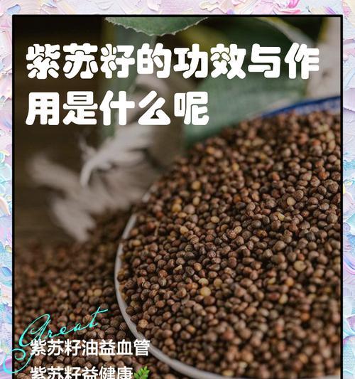 紫苏第二年不需种子？如何实现紫苏的无种子种植？
