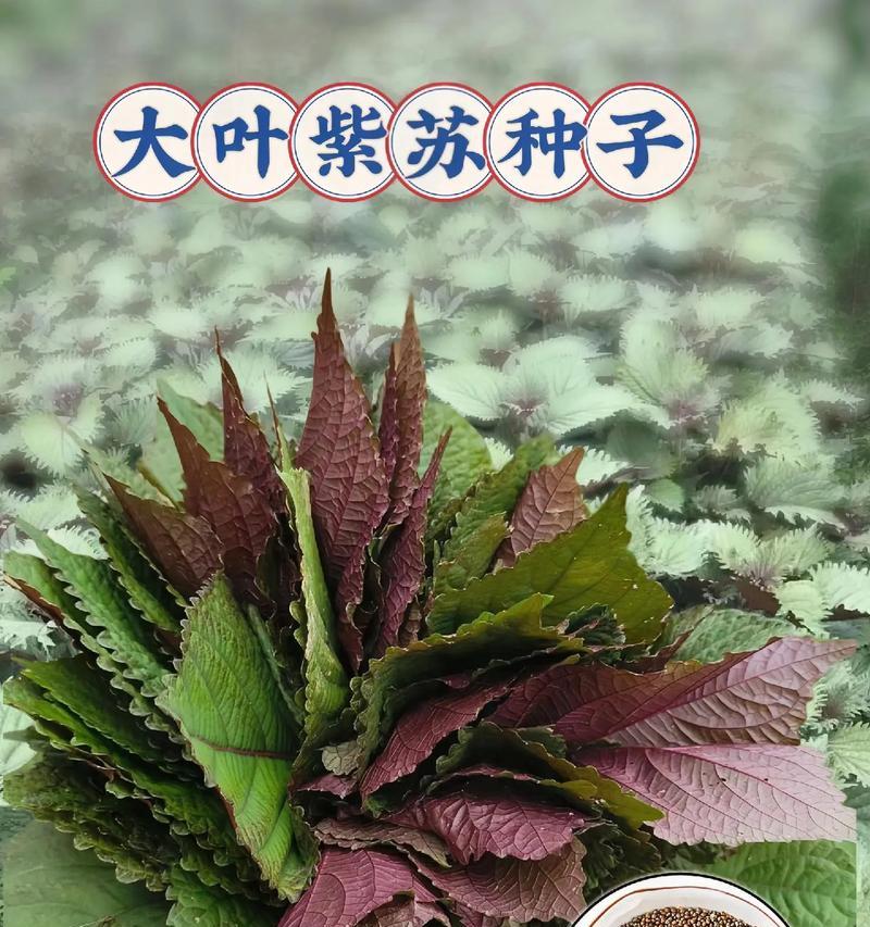 紫苏第二年不需种子？如何实现紫苏的无种子种植？