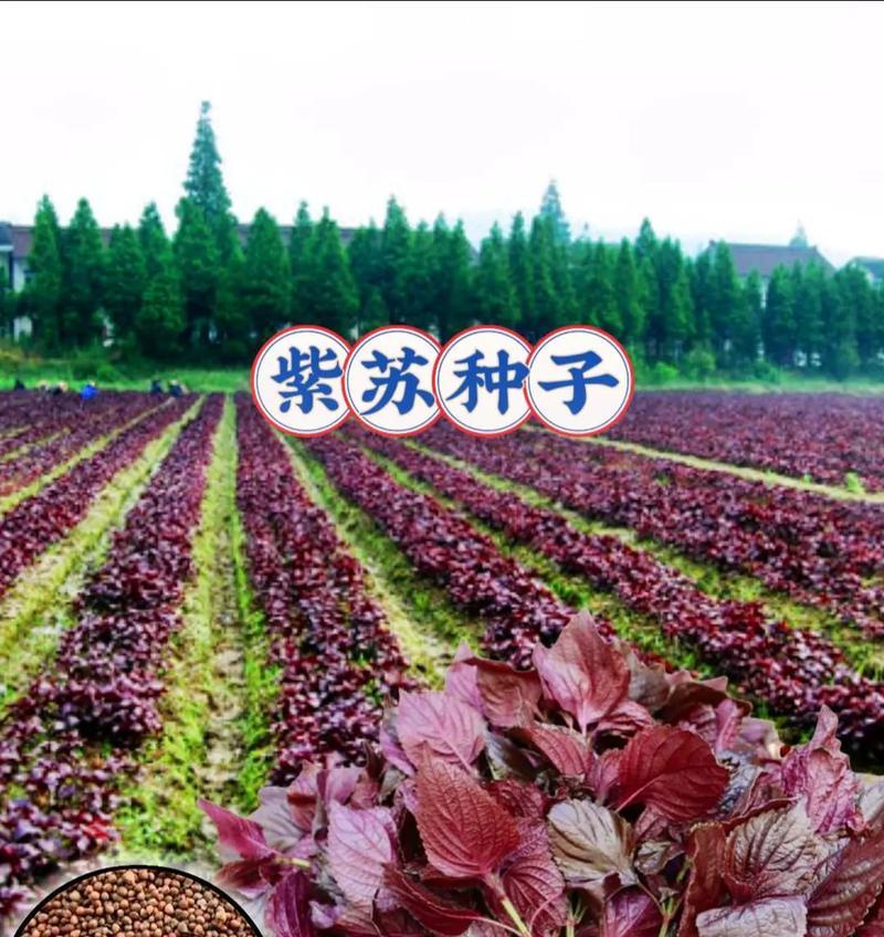 紫苏第二年不需种子？如何实现紫苏的无种子种植？