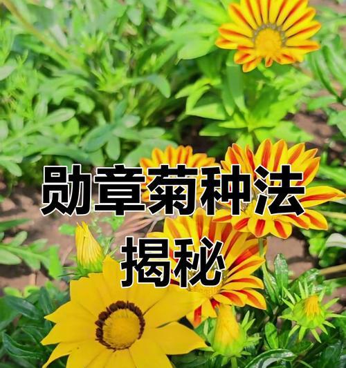 杂种勋章菊如何种植？种植杂种勋章菊的步骤是什么？
