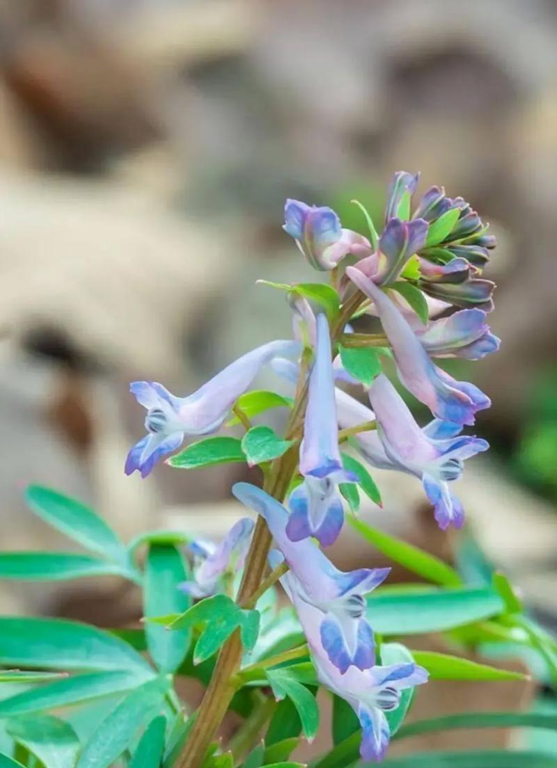 裸茎延胡索的正确种植步骤是什么？