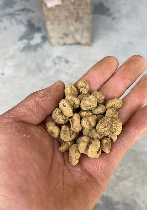 裸茎延胡索的正确种植步骤是什么？