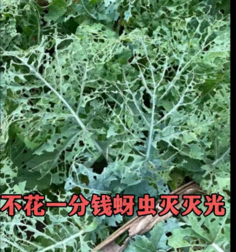 花椒蚜虫如何预防？有哪些有效的方法？