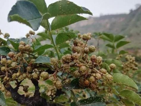 花椒蚜虫如何预防？有哪些有效的方法？