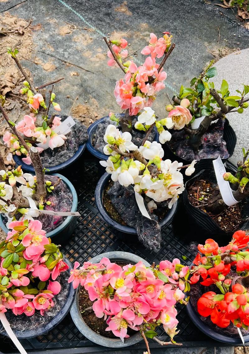 木瓜海棠怎么种？木瓜海棠的种植和养护技巧是什么？