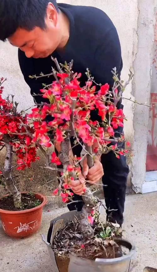 木瓜海棠怎么种？木瓜海棠的种植和养护技巧是什么？