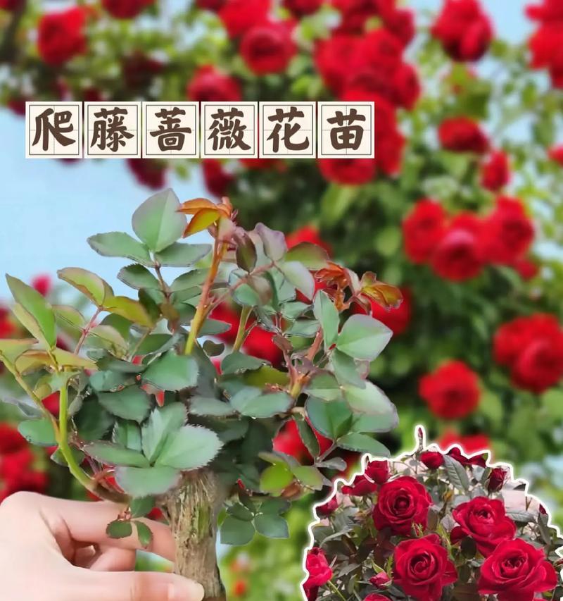 蔷薇花有哪些好品种推荐？购买时应注意什么？