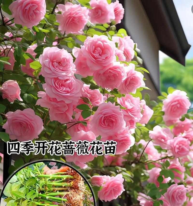 蔷薇花有哪些好品种推荐？购买时应注意什么？