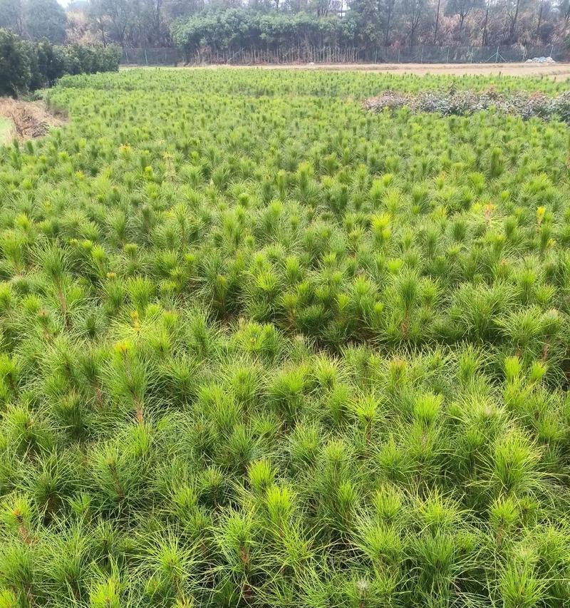 刚松树如何种植？刚松种植过程中有哪些常见问题？