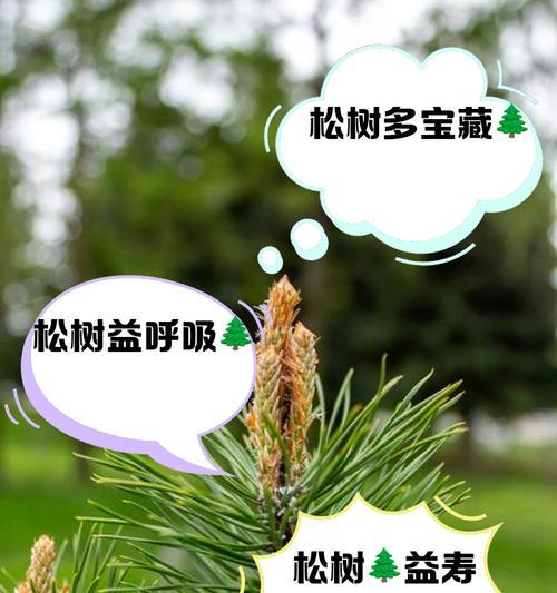 刚松树如何种植？刚松种植过程中有哪些常见问题？