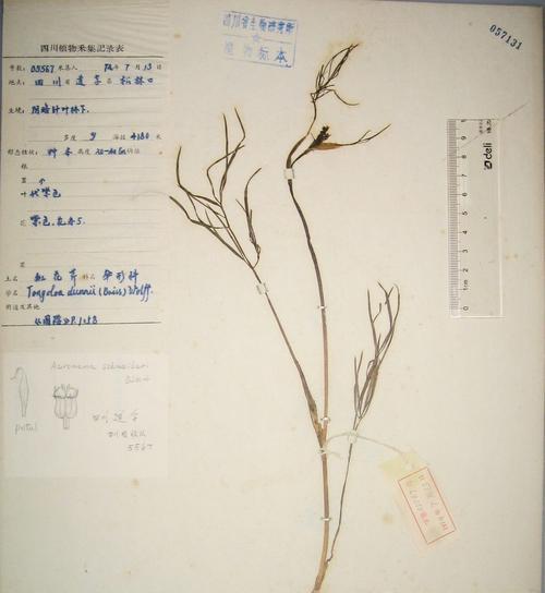 高山丝瓣芹怎么种植？种植过程中需要注意什么？