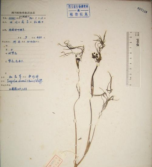 高山丝瓣芹怎么种植？种植过程中需要注意什么？