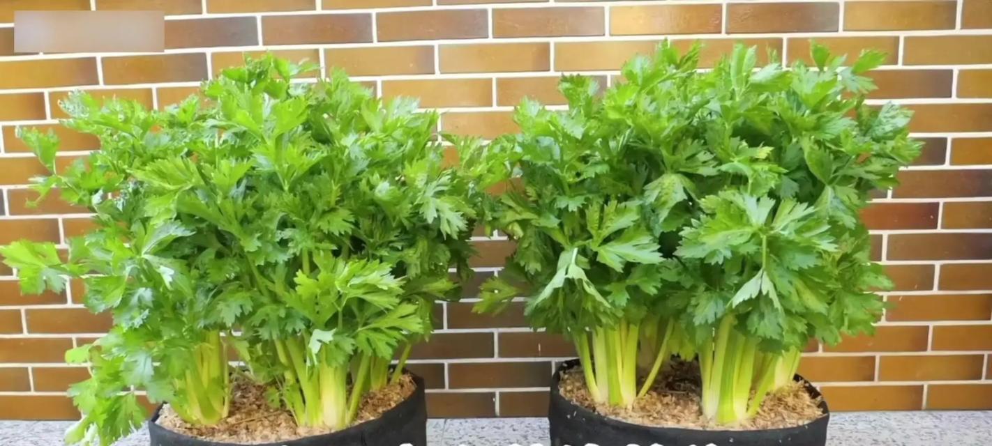 高山丝瓣芹怎么种植？种植过程中需要注意什么？