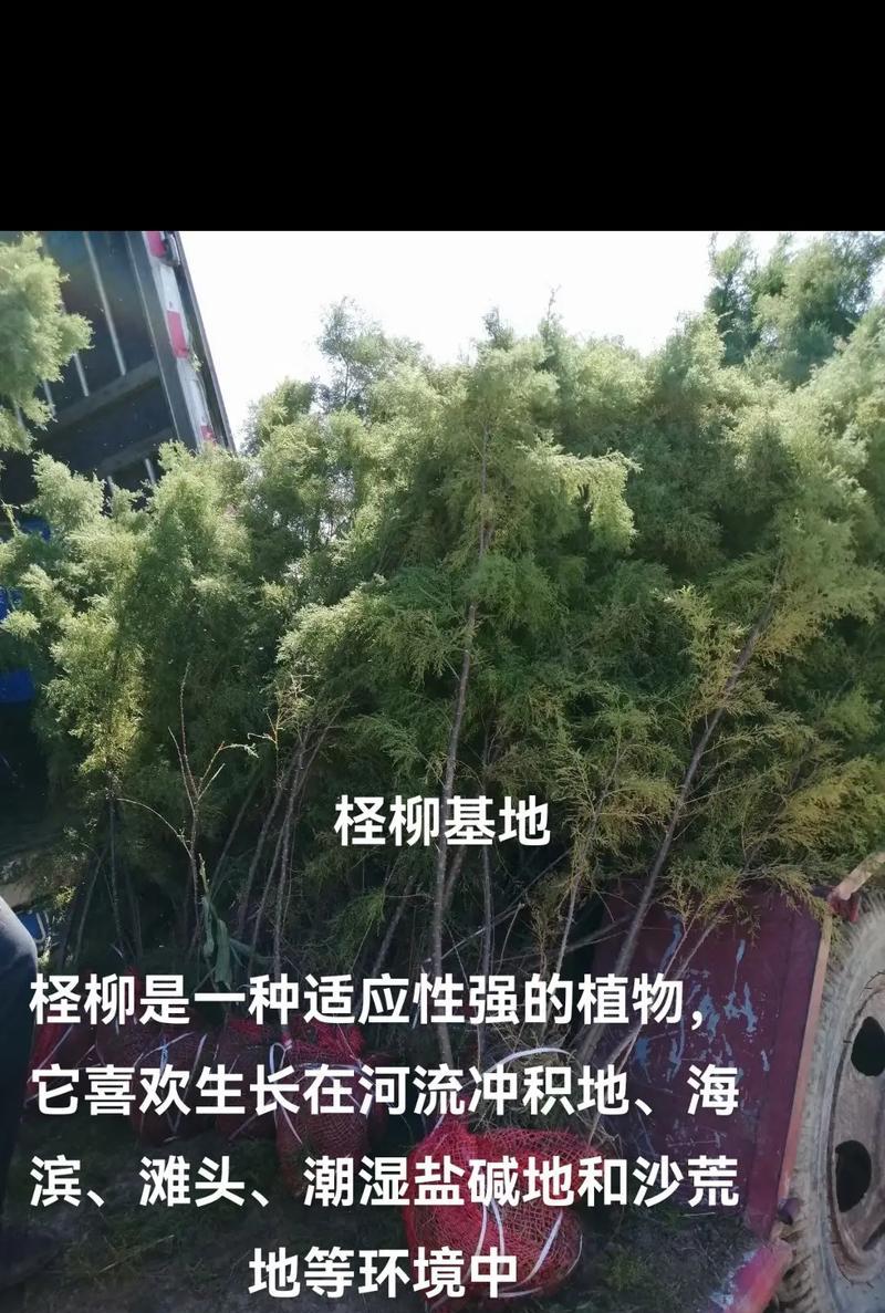 小红柳如何种植？种植小红柳的步骤是什么？