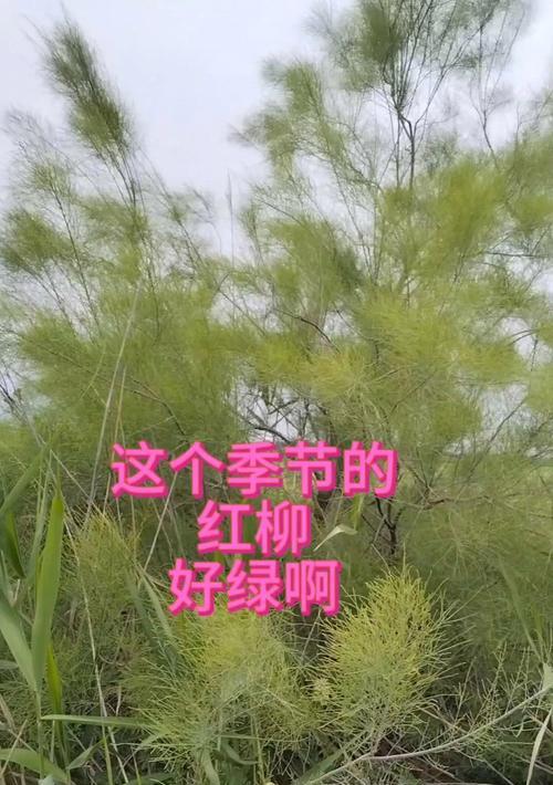 小红柳如何种植？种植小红柳的步骤是什么？