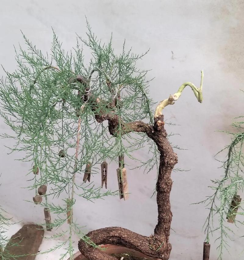 小红柳如何种植？种植小红柳的步骤是什么？