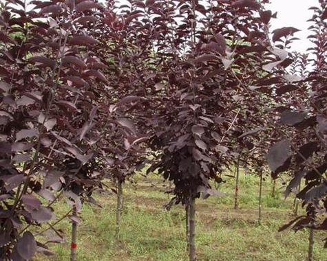 紫叶稠李怎么种植？种植时应注意哪些要点？