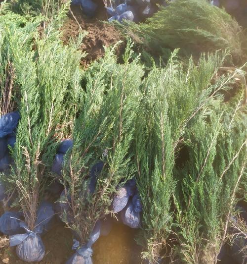 沙地柏怎样种植？种植沙地柏时应注意什么？