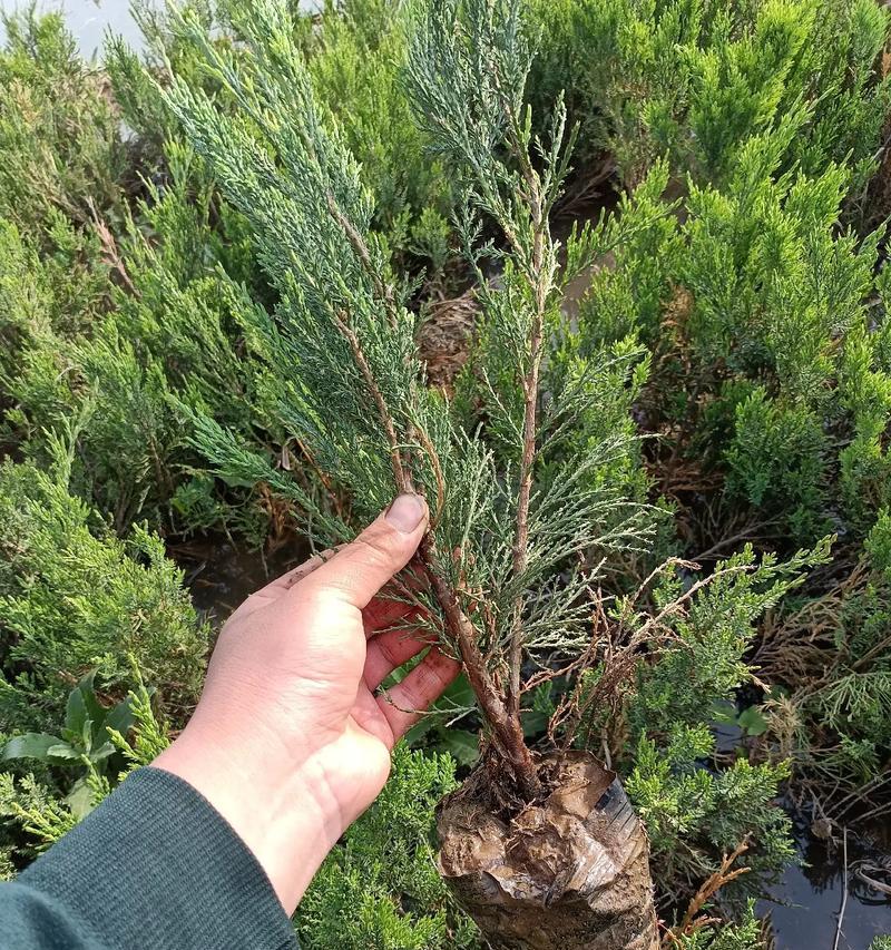 沙地柏怎样种植？种植沙地柏时应注意什么？