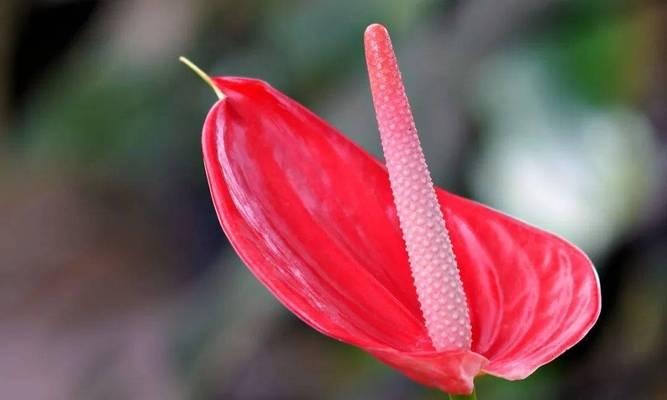 福建的省花是什么花？如何种植和养护省花？