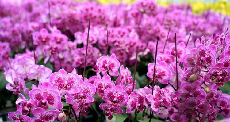 福建的省花是什么花？如何种植和养护省花？