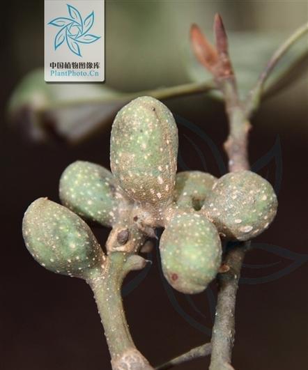 阔瓣含笑如何种植？种植阔瓣含笑有哪些常见问题？