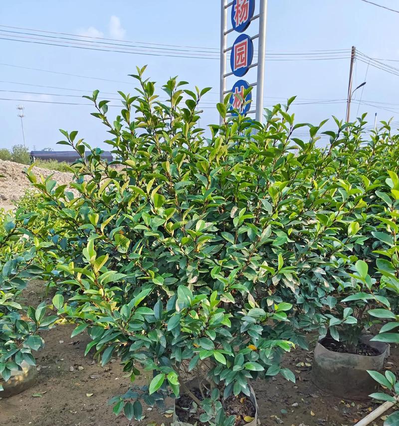 阔瓣含笑如何种植？种植阔瓣含笑有哪些常见问题？
