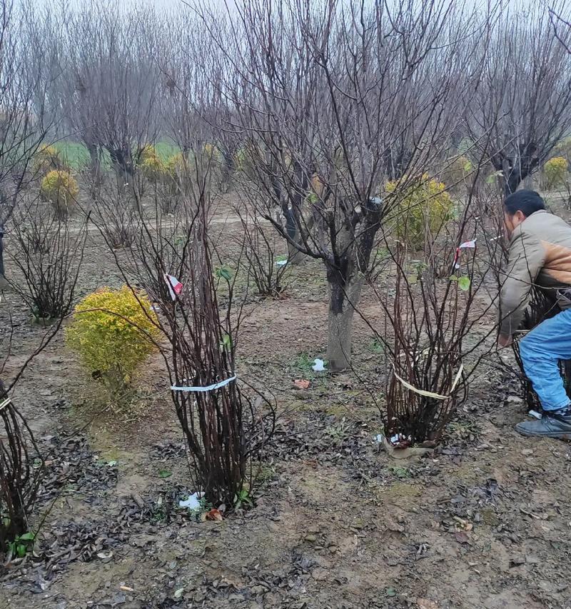 贴梗海棠怎么种？种植过程中需要注意什么？