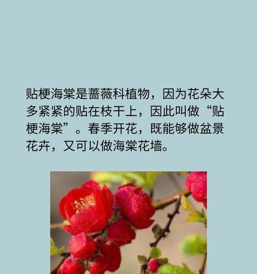 贴梗海棠怎么种？种植过程中需要注意什么？