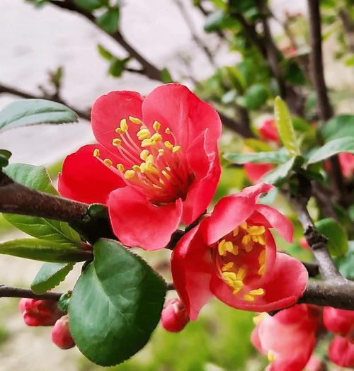 贴梗海棠怎么种？种植过程中需要注意什么？