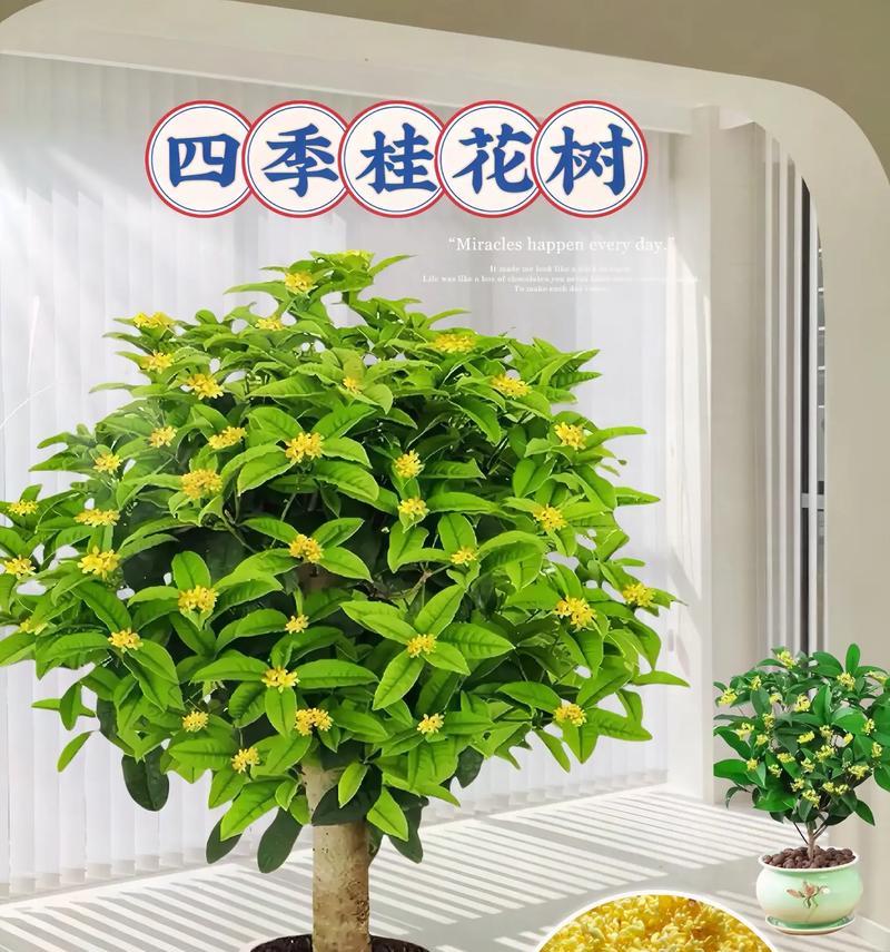 南方庭院应选择哪些四季常青树木？四季常青树木的种植和管理方法是什么？