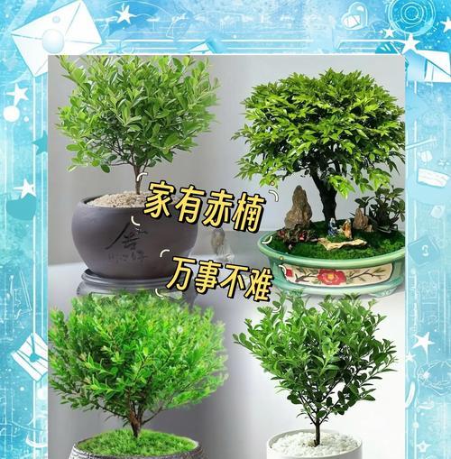 南方庭院应选择哪些四季常青树木？四季常青树木的种植和管理方法是什么？
